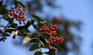 花椒泡茶有什么用（花椒泡茶水的功效）