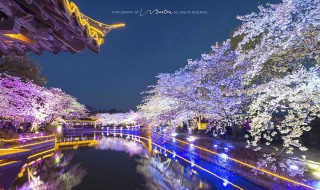无锡金匮公园樱花什么时候开（无锡金匮公园樱花什么时候开2022）