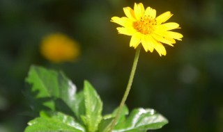 小黄花是什么 小黄花是什么植物