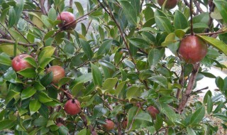 茶油树一年长几次芽 茶油树几年收成