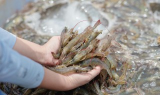 鲜虾怎么做好吃 冷冻鲜虾怎么做好吃