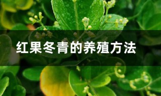 红果冬青的种植方法与注意事项 红果冬青的种植方法与注意事项视频