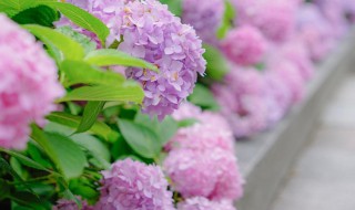 怎么让绣球花变色变色的原因（绣球花怎么改变花的颜色）
