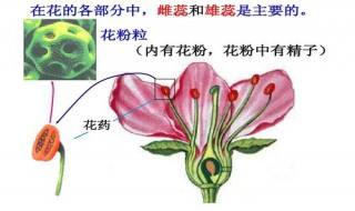 被子植物花的结构中最主要的部分是（在被子植物花的结构中最重要的结构是什么和什么）