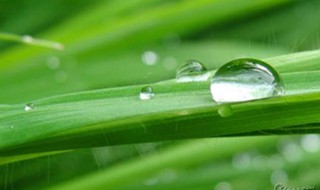 形容露水的词语有哪些（形容露水的词语有哪些呢）