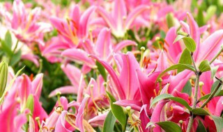 百合怎么养才能开花多旺盛 百合怎么养才能开花多旺盛视频