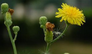 蒲公英开花后还能活吗（蒲公英开花了还有药用价值吗）