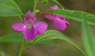 凤仙花北方开花时间 凤仙花在北方能过冬吗