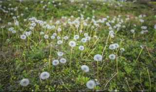 蒲公英开花了还可以移栽吗 蒲公英开花了还能采摘吗