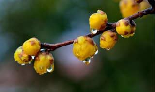 腊梅开花不鲜艳 腊梅花不开花是什么样子