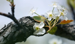 李树开花就会结果吗（李树开花就会结果吗图片）