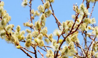 棉花柳几月开花（棉花柳怎么养护）