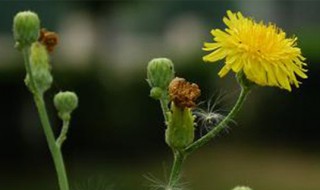 野生蒲公英几月份开花 野生蒲公英什么时候开花