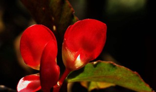 竹节海棠开花季节怎样浇水 竹节海棠开花时怎么浇水