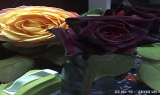 黑美人月季几月开花 黑美人月季几月开花啊