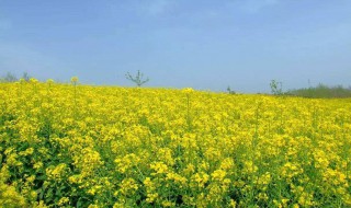 油菜花是在什么季节开花 油菜花是在什么季节开花的春天的田野上