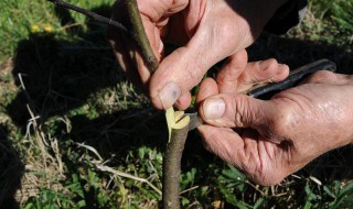 果树最好嫁接的是哪个季节 果树嫁接什么时候嫁接最好