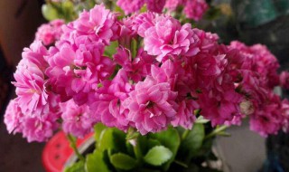 长寿花控光什么季节最好（长寿花控光什么季节最好养）