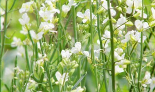 油菜花开花时能不能浇水（油菜花开了要打药吗）