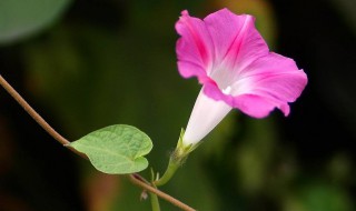 喇叭花在春天开花吗 喇叭花在春天开花吗视频