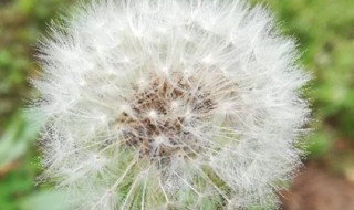蒲公英几月份开花是什么季节 蒲公英几月份开花是什么季节的