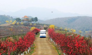 仙迹桃花岛什么时候开花 桃花仙岛在哪里