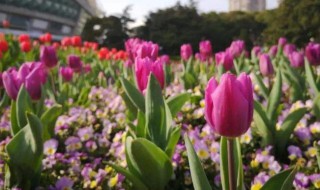 郁金香从播种到开花需要多少天 郁金香从播种到开花需要多久