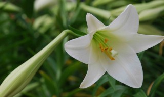 百合花种土里可以反复开花么 百合花在土里开花可以开多久