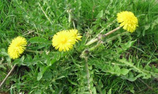 野生蒲公英开花好开不开花好（野生蒲公英什么时候发芽）