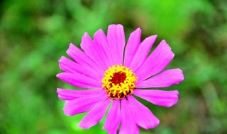 百日菊没有阳光直射会不会开花 百日菊只能活一季吗