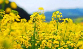 油菜花花蕾开花需要多长时间（油菜花花蕾开花需要多长时间呢）