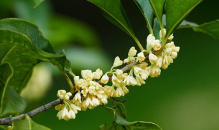 桂花3月份换盆后当年能开花（桂花3月份换盆后当年能开花吗）