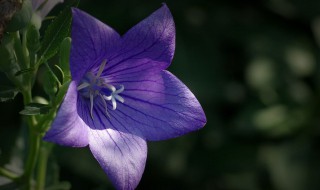 桔梗花的花语 桔梗花的花语是什么意思