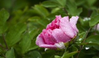 雨后的牡丹怎么形容（雨后牡丹怎么形容发朋友圈）