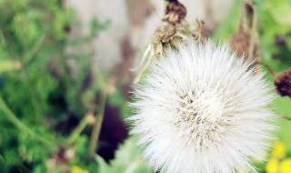 蒲公英根泡完水之后把根吃了可以吗 蒲公英根泡水能泡多长时间