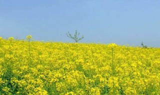 江浙油菜花在什么季节开花（浙江油菜花开的时间）