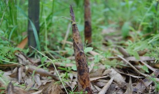 野生山竹笋什么时候长出来 野山笋几月份生长