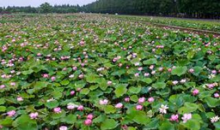 春天种莲花是最佳季节吗（春天种莲花是最佳季节吗）