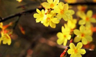 迎春花开花包要多少天（迎春花从花苞到开花的时间）