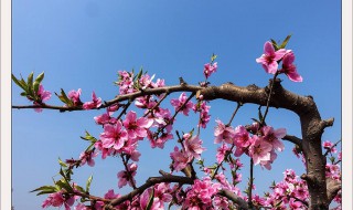 桃树杏树梨树分别是几月开花 桃树杏树梨树在什么季节开花