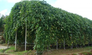 野生山药什么时候种植好（野生山药什么时候种植好一点）