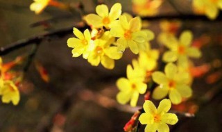 迎春花几时几分几秒开花（迎春花开花时间几时几分几秒）