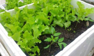 塑料种植箱有毒吗（塑料种植箱能用多久）