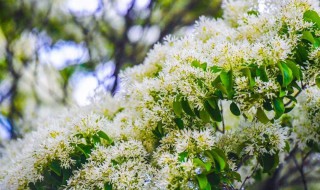 流苏树什么季节开花 流苏树什么时间开花