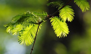 水杉是我国珍稀植物吗（水杉是我国珍稀动物吗）