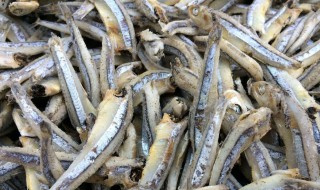 给猫咪吃的小鱼应该怎么做 给猫咪吃的小鱼应该怎么做才好吃