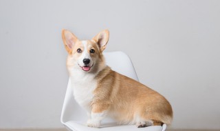 能给狗吃熟甲鱼吗（能给狗吃熟甲鱼吗图片）