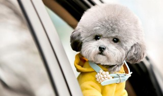 泰迪应该怎么养（泰迪应该怎么养好）