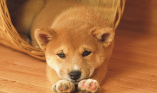 怎么挑选好柴犬（怎么挑选柴犬品相）