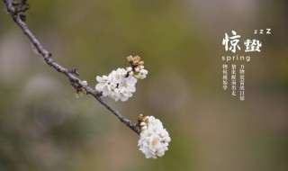 二十四节气之惊蛰时节应如何养生 了解惊蛰节气